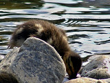 dscf0014.jpg