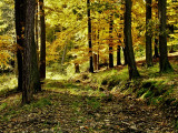 dscf0045.jpg