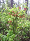 100_3388.jpg