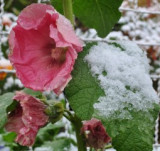 dsc_0005.jpg
