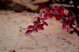 dsc_0433-01.jpg