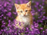 kitten.jpg