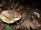 pa270975.jpg