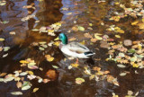 img_3538.jpg