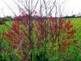 dscn7083.jpg