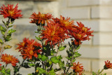 dsc_9229.jpg