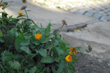 dsc_9231.jpg