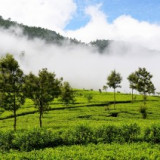Čajové plantáže v mlze