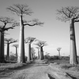 avenue-du-baobab.jpg