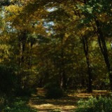 Podzimní nádech lesíku