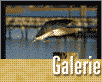 Galerie 2