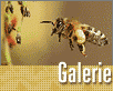 ts_galerie-vcelka-nahled1.gif