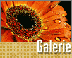 ts_galerie0206-nahled3.gif