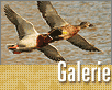 ts_galerie_cerven-nahled1.gif