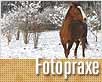 fotopraxe kun