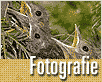 fotosoutez