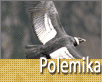 polemika