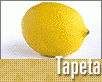 ts_tapeta20-nahled1.gif