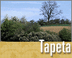 ts_tapeta52-nahled1.gif