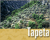 ts_tapeta53-nahled1.gif