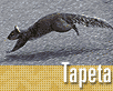 ts_tapeta57-nahled1.gif