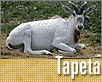 ts_tapeta59-nahled1.gif