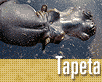 ts_tapeta60-nahled1.gif