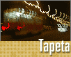 ts_tapeta69-nahled1.gif