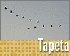 ts_tapeta75-nahled3.gif