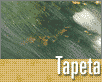 ts_tapeta76-nahled1.gif