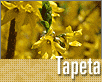 ts_tapeta81-nahled1.gif