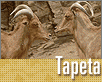 ts_tapeta82-nahled1.gif