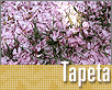 ts_tapeta84-nahled3.gif