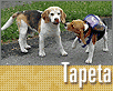 ts_tapeta85-nahled1.gif