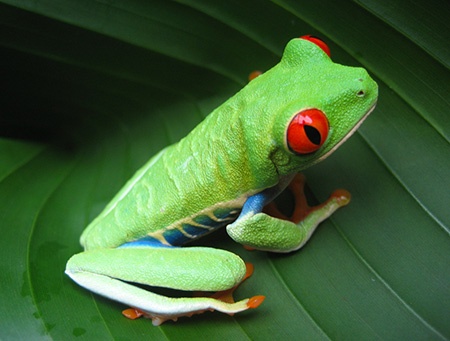 Lensbaby Spark: Costarican Frog