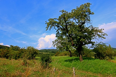 krajina I