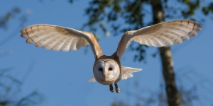 barn-owl-1107397_1920-nahled3.jpg