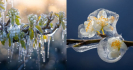 frozen-flowers-by-albert-dros-featured-image-550x288-nahled1.jpg