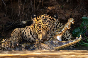 Příroda krásná i vražedná: Vítězné snímky soutěže Sony World Photography Awards 2024
